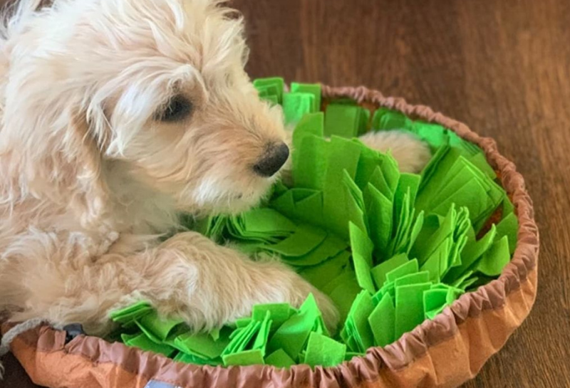 Why Your Dog Needs a Sniffler Mat