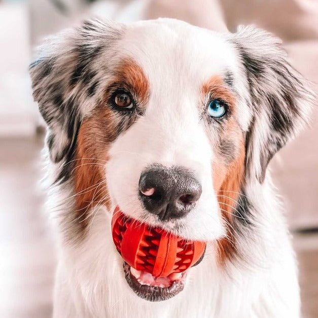 Doodles Licky Bundle Pack