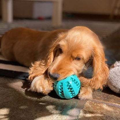 The Enrichment Kit - Furry Mates Co