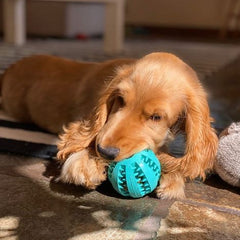 The Enrichment Kit - Furry Mates Co