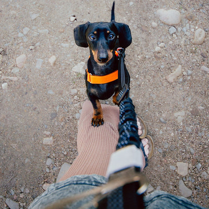 BLACK FRIDAY BUNDLE - Adjustable Leash + Doggie Bottle - Furry Mates Co